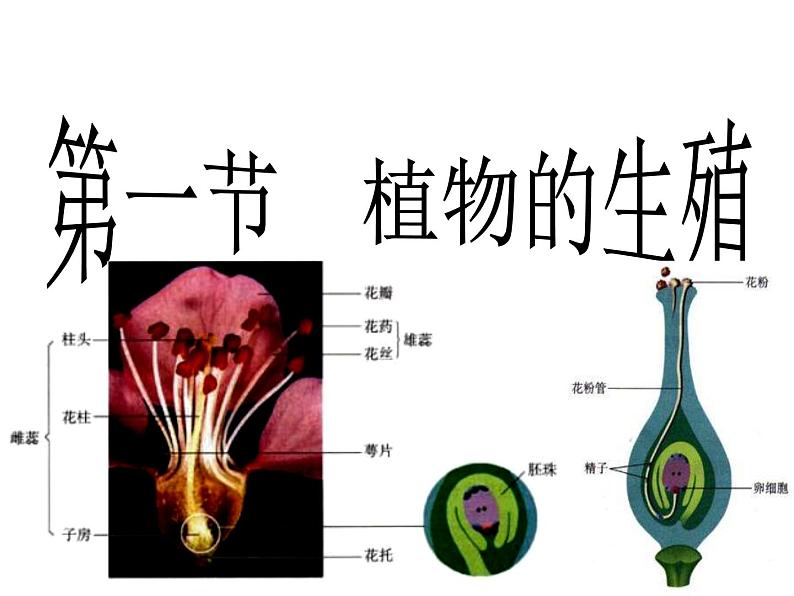 第一节 植物的生殖 课件第2页