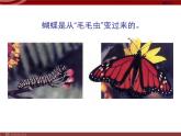 第二节 昆虫的生殖和发育 　课件