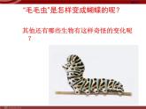 第二节 昆虫的生殖和发育 　课件