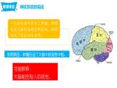 4.6.2神经系统的组成（课件）七年生物下册同步课件（人教版）