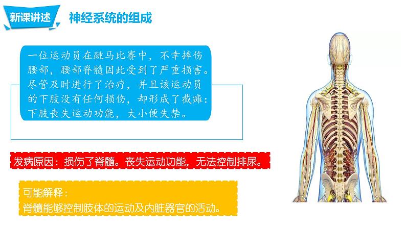 4.6.2神经系统的组成（课件）七年生物下册同步课件（人教版）06