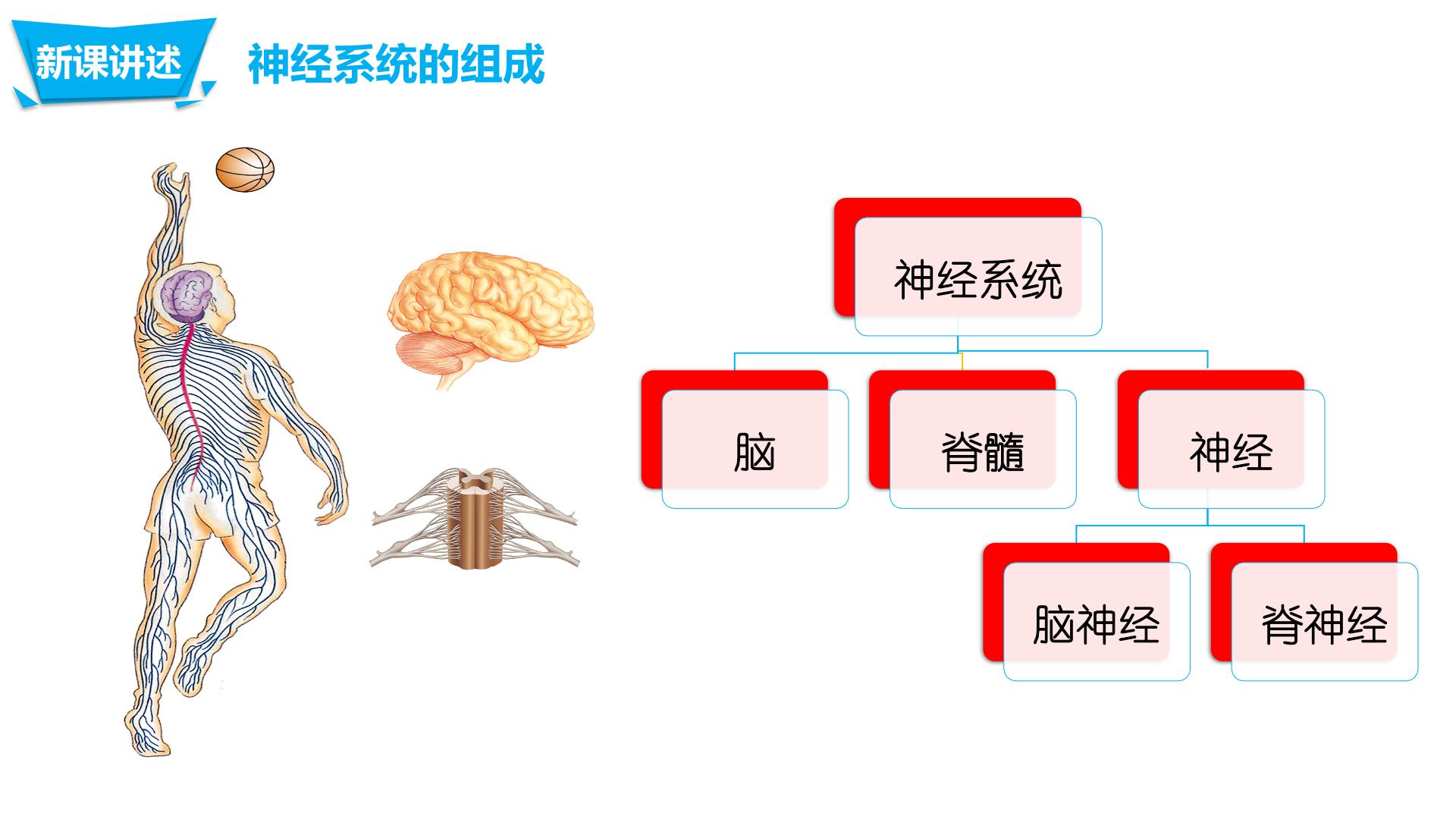 神经系统的组成构图图片