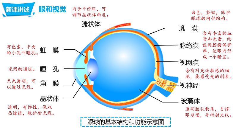 4.6.1 人体对外界环境的感知第8页