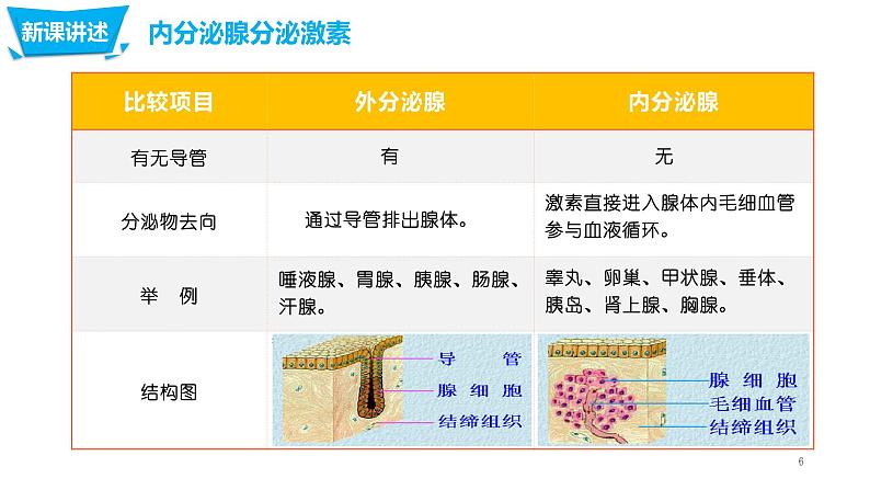 4.6.4 激素调节第6页