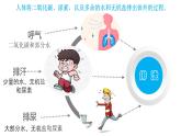 4.5人体内废物的排出（课件）-七年生物下册同步课件（人教版）