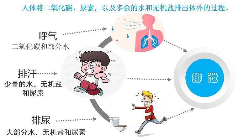 4.5 人体内废物的排出第5页