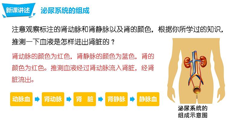 4.5 人体内废物的排出第7页