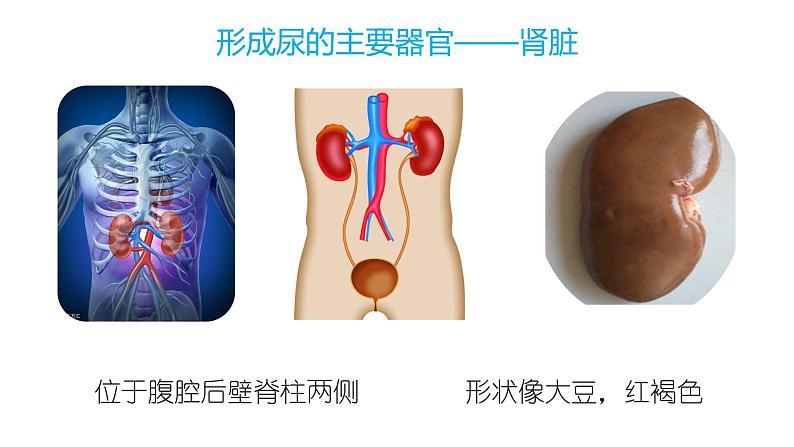 4.5 人体内废物的排出第8页