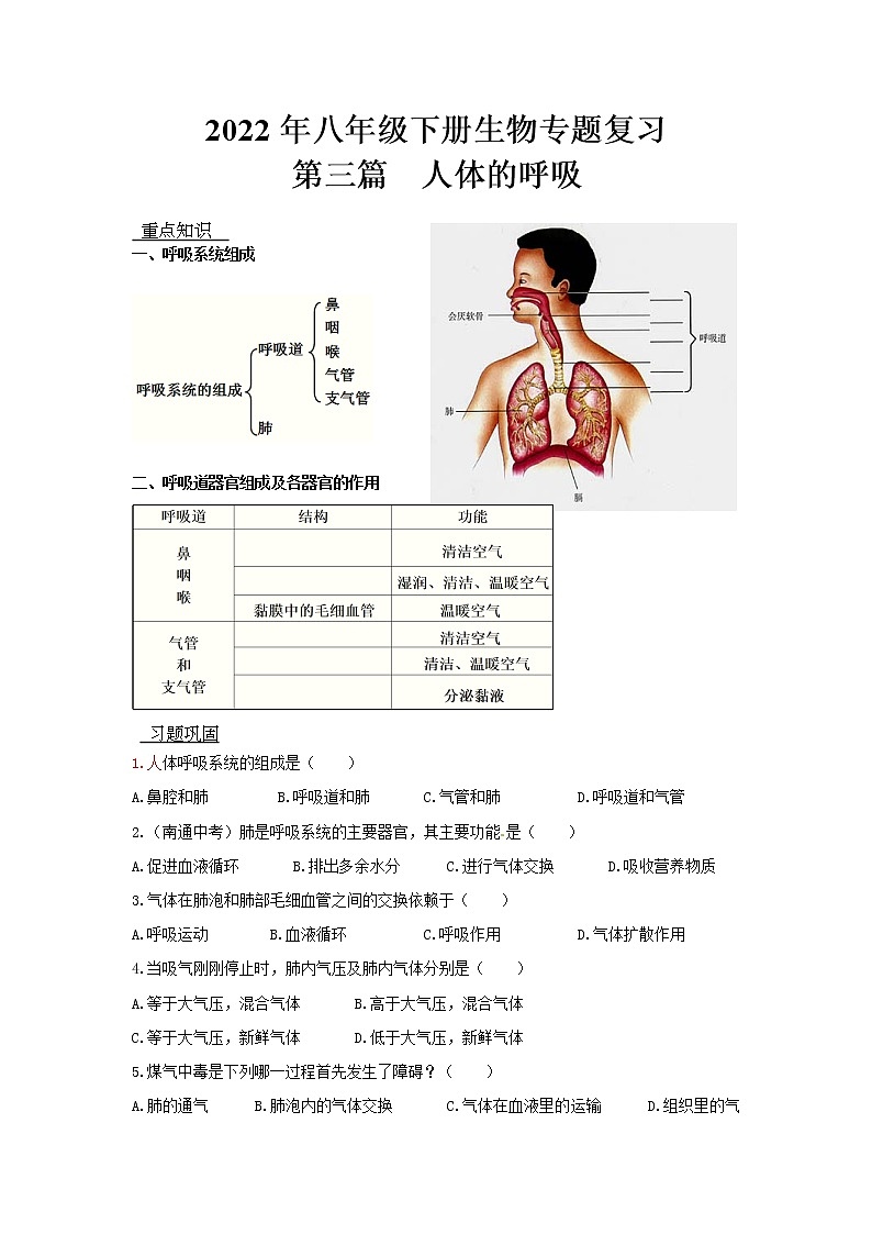2022年人教版八年级下册生物专题复习-人体的呼吸第1页