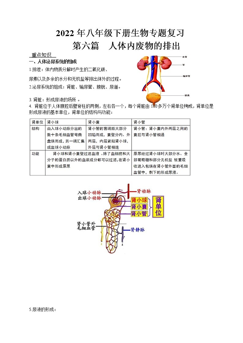 2022年人教版八年级下册生物专题复习-人体内废物的排出第1页