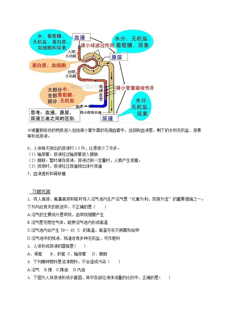 2022年人教版八年级下册生物专题复习-人体内废物的排出第2页