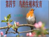 第四节 鸟的生殖和发育 　课件
