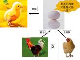 第二节 基因在亲子代间的传递　课件