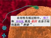 第二节 基因在亲子代间的传递　课件