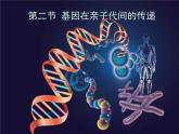 第二节 基因在亲子代间的传递　课件