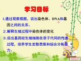 第二节 基因在亲子代间的传递　课件