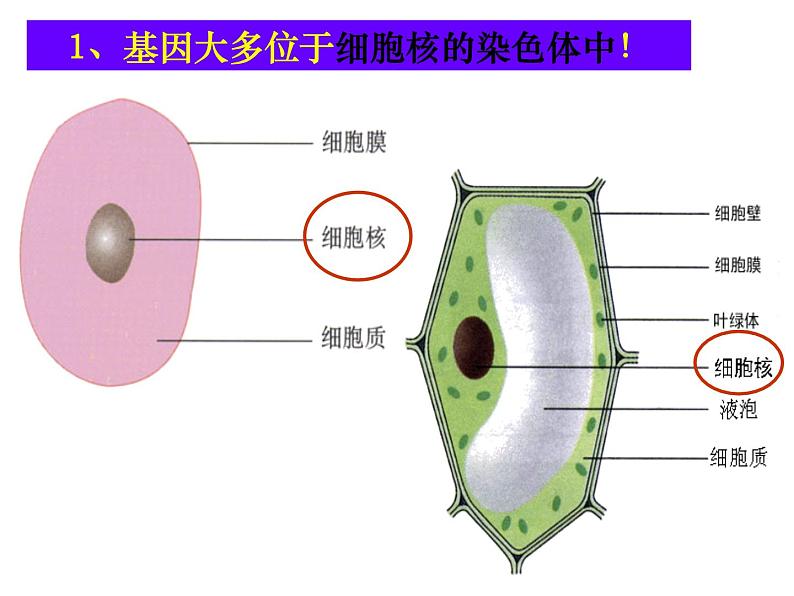 第二节 基因在亲子代间的传递　课件06