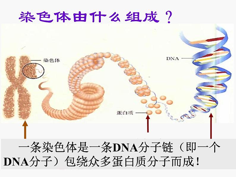 第二节 基因在亲子代间的传递　课件07