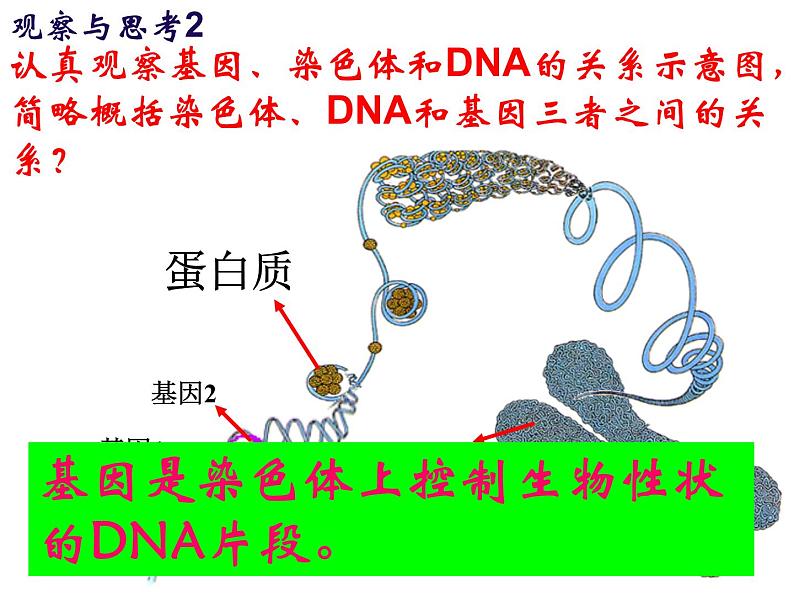 第二节 基因在亲子代间的传递　课件08