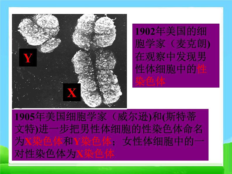 第四节 人的性别遗传　课件第6页