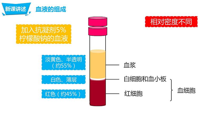 4.4.1流动的组织—血液（课件）-七年生物下册（人教版）05