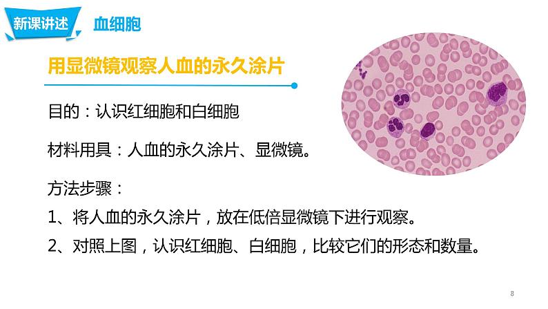 4.4.1流动的组织—血液（课件）-七年生物下册（人教版）08