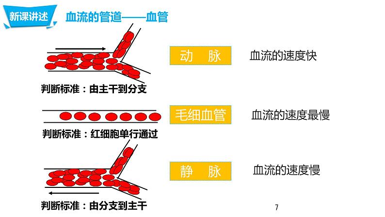 4.4.2 血流的管道—血管第7页