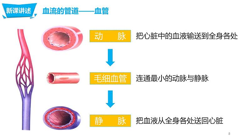 4.4.2 血流的管道—血管第8页