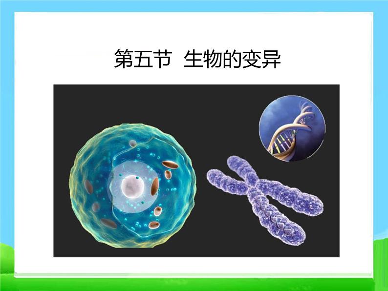 第五节 生物的变异  课件第1页