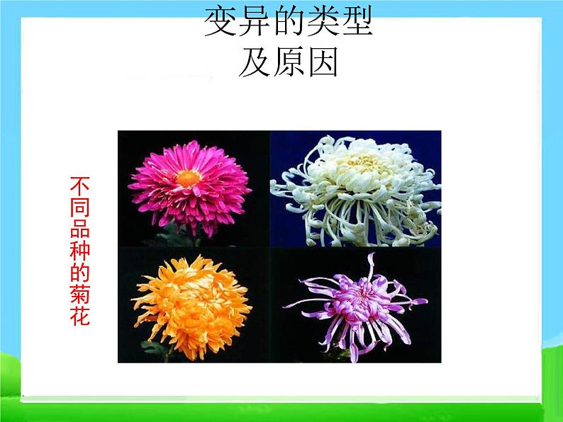 第五节 生物的变异  课件第4页