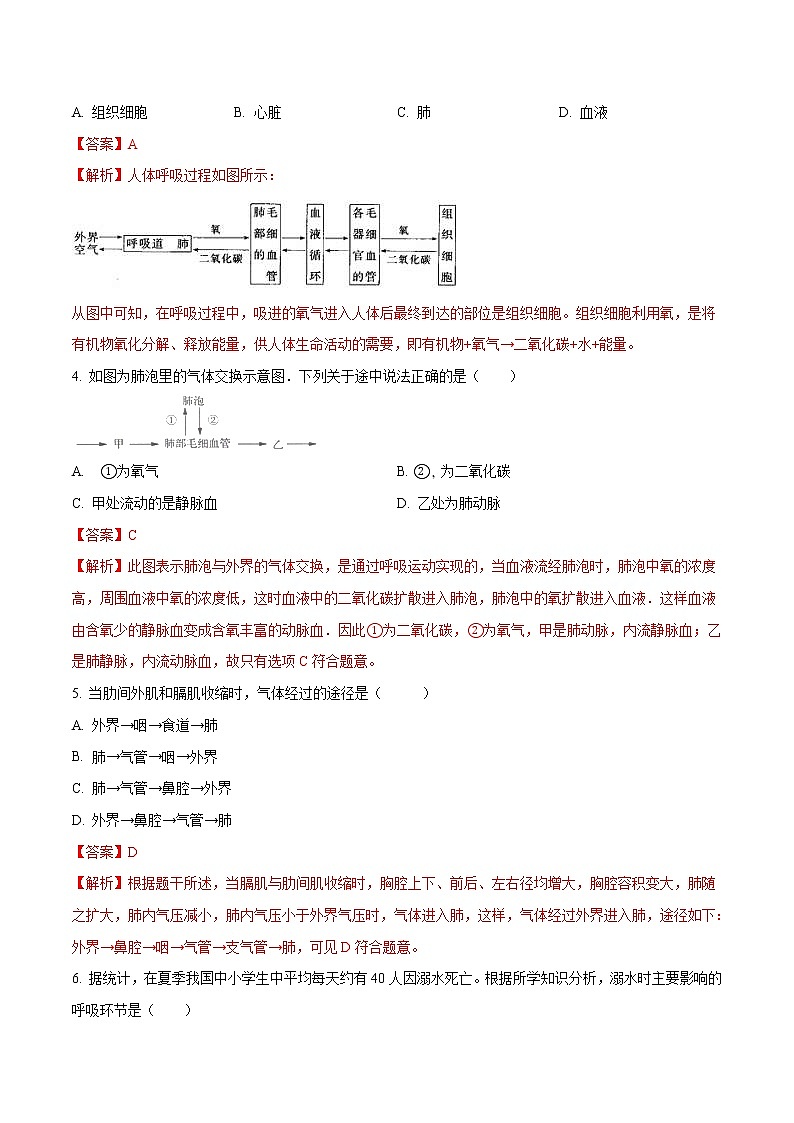 4.3.2 发生在肺内的气体交换 同步练习2 初中生物人教版七年级下册（2022年）02