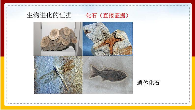 第7单元 生命的延续与进化 第23章 生物的进化 第2节 生物进化的历程课件PPT04