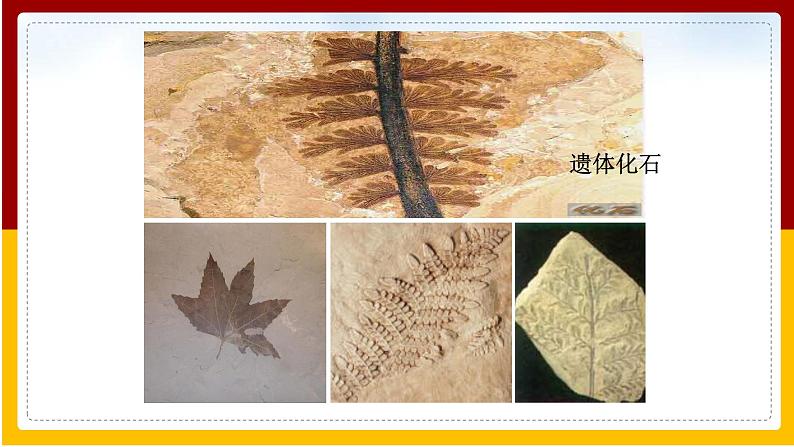 第7单元 生命的延续与进化 第23章 生物的进化 第2节 生物进化的历程课件PPT05