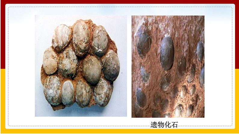 第7单元 生命的延续与进化 第23章 生物的进化 第2节 生物进化的历程课件PPT06