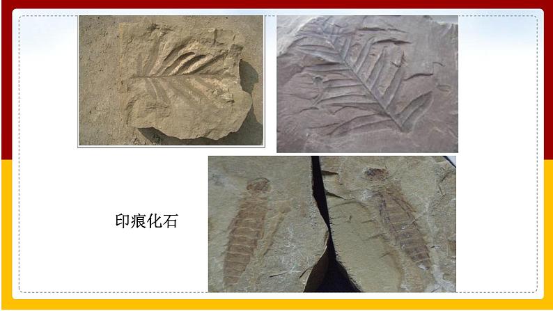 第7单元 生命的延续与进化 第23章 生物的进化 第2节 生物进化的历程课件PPT07