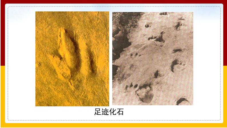 第7单元 生命的延续与进化 第23章 生物的进化 第2节 生物进化的历程课件PPT08