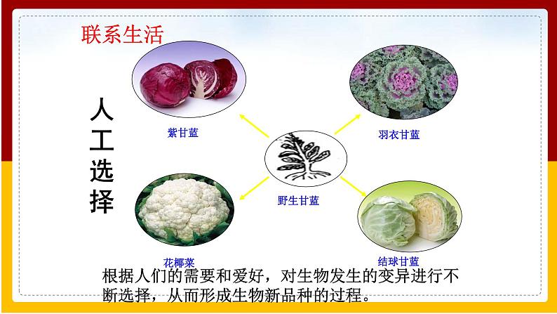 第7单元 生命的延续与进化 第23章 生物的进化 第3节 生物进化的原因课件PPT08