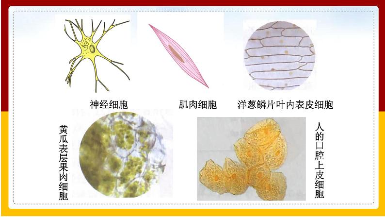 第4单元 环境中生物的统一性 第8章 生物体有相同的基本结构 第1节 生物体的基本结构课件PPT第6页