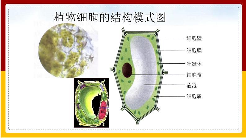 第4单元 环境中生物的统一性 第8章 生物体有相同的基本结构 第1节 生物体的基本结构课件PPT第7页