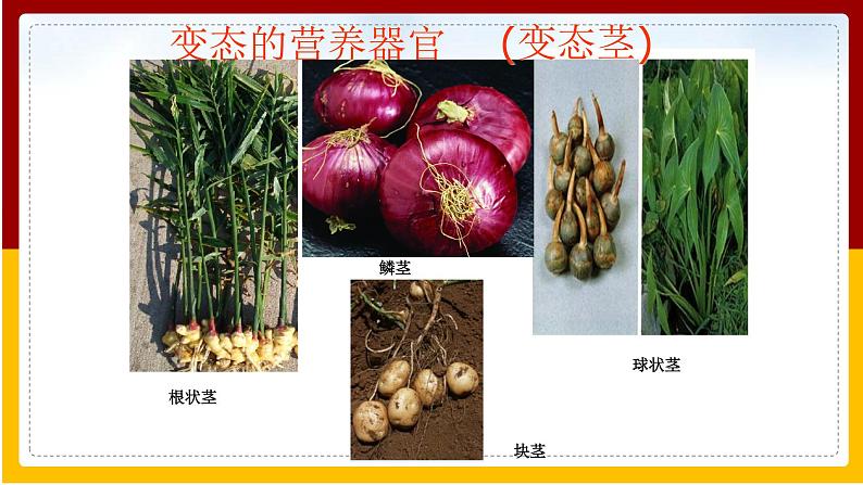 第4单元 环境中生物的统一性 第9章 生物体有相似的结构层次 第1节 植物体的组成课件PPT06