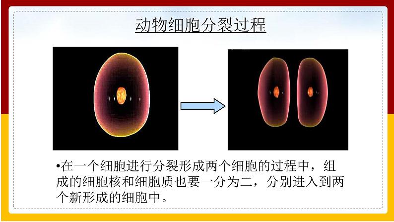 第4单元 环境中生物的统一性 第8章 生物体有相同的基本结构 第2节 细胞的分裂和分化课件PPT07