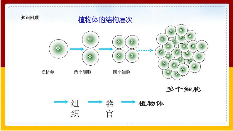 第4单元 环境中生物的统一性 第9章 生物体有相似的结构层次 第2节 人体的组成课件PPT03