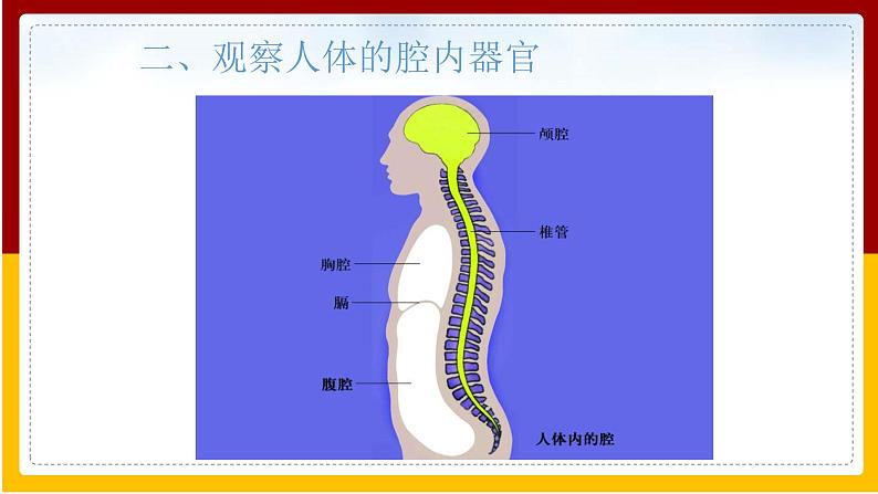 第4单元 环境中生物的统一性 第9章 生物体有相似的结构层次 第2节 人体的组成课件PPT07