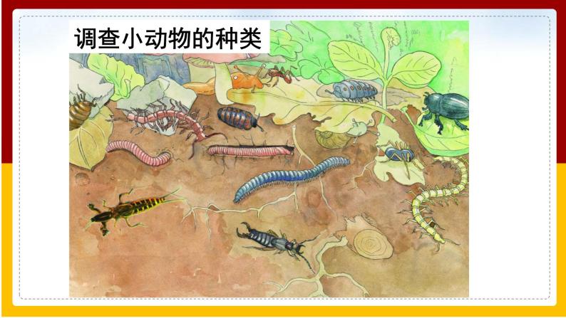 第5单元 环境中生物的多样性 第13章 土壤里的生物 第1节 土壤里的小动物课件PPT02