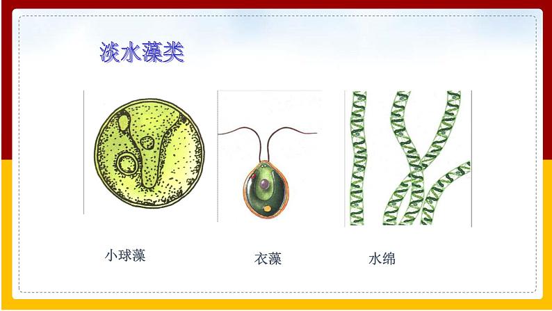 第5单元 环境中生物的多样性 第10章 水中的生物 第2节 水中的藻类植物课件PPT05