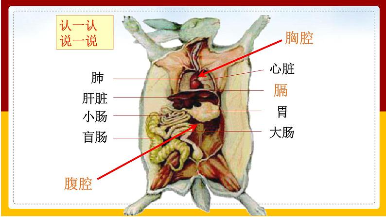 第5单元 环境中生物的多样性 第11章 地面的生物 第2节 地面上的动物课件PPT07