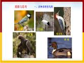 第5单元 环境中生物的多样性 第12章 空中的生物 第1节 鸟类课件PPT