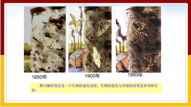 第5单元 生命的演化 第1章 生命的起源和进化 第4节 生物进化的原因课件PPT08