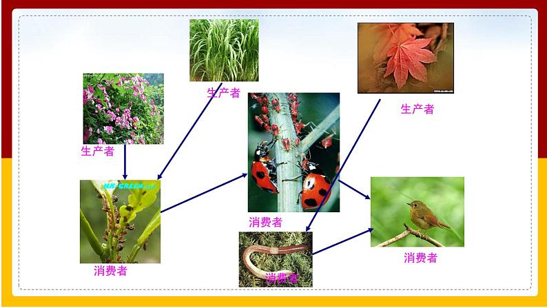 第6单元 生物与环境 第2章 生态系统 第2节 食物链和食物网课件PPT06