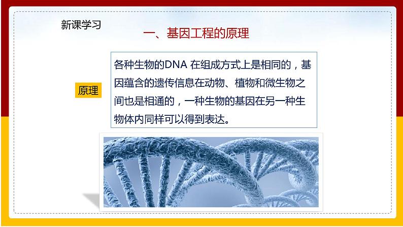 第7单元 生物技术 第2章 现代生物技术 第1节 基因工程课件PPT第4页